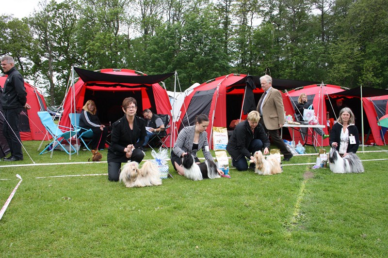 Shih Tzu danmark